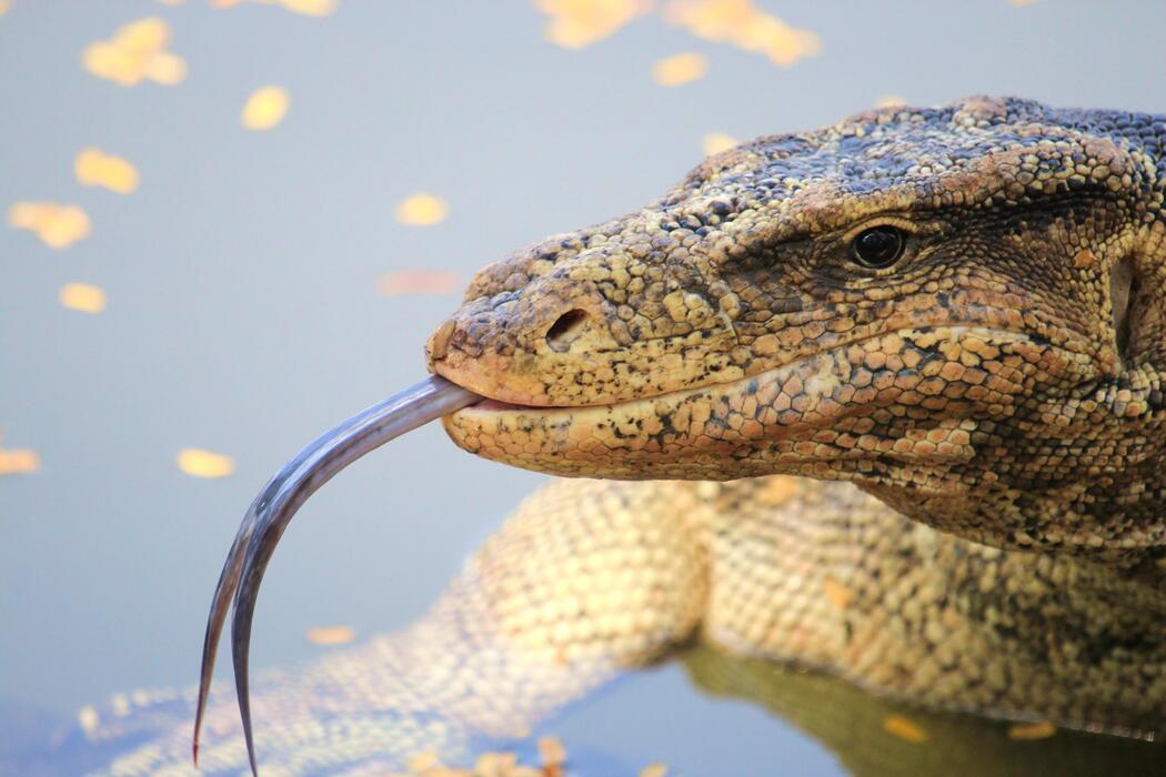 Water Monitor Stock Photos, Images and Backgrounds for Free Download