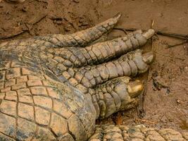 Estuarine Crocodile in Australia photo