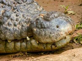 estuarino cocodrilo en Australia foto