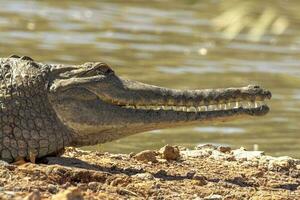 Freshwater Crocodile in Australia photo