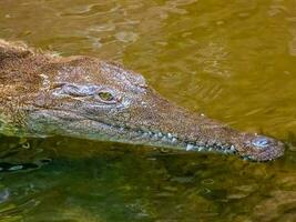 agua dulce cocodrilo en Australia foto