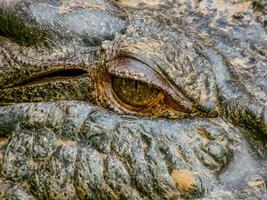 Estuarine Crocodile in Australia photo