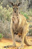 rojo canguro en Australia foto