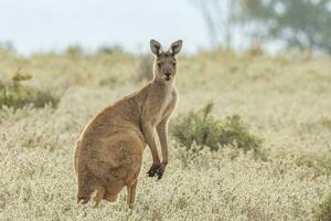 rojo canguro en Australia foto