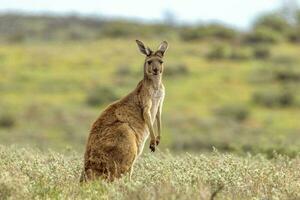 Red Kangaroo in Australia photo