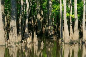 Big Thicket in Texas photo