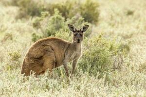 rojo canguro en Australia foto