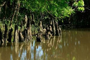 Big Thicket in Texas photo