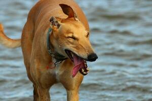 Cute Greyhound Dog photo