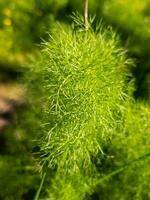 Dill Herb Plant photo