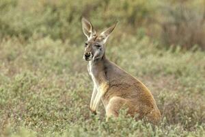 Red Kangaroo in Australia photo