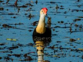 Comb-crested Jacana in Australia photo