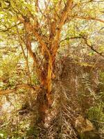 Desierto ironwood en Australia foto