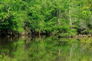 Big Thicket in Texas photo