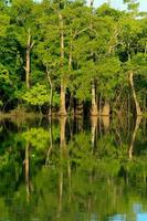 Big Thicket in Texas photo