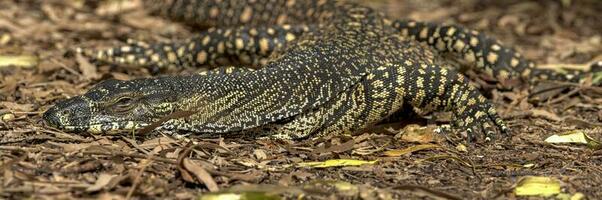 cordón monitor en Australia foto