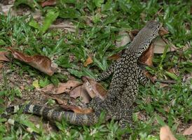 Lace Monitor in Australia photo