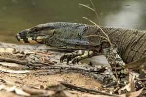 Lace Monitor in Australia photo