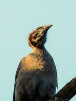 Helmeted Friarbird in Australia photo