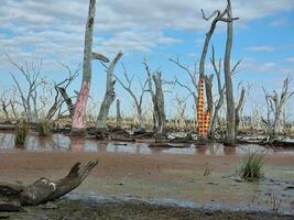 Winton humedales, victoria, Australia foto