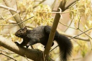 Cute Grey Squirrel photo