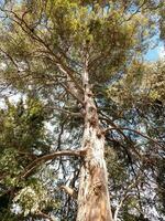 Eucalyptus Gum Tree photo