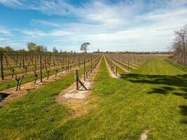 arboleda viñedo en nuevo Zelanda foto