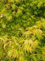 Japanese Maple Tree photo