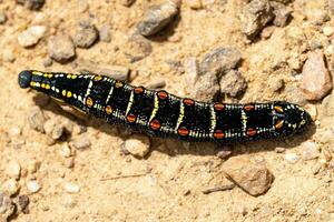 Impatiens Hawk Moth Caterpillar photo