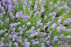 Lavender Plants and Flowers photo