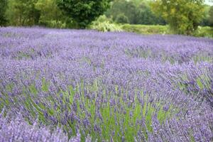 Lavender Plants and Flowers photo