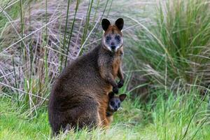 Swamp Wallaby in Australia photo