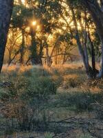 kiata terreno de camping, pequeño desierto, Australia foto