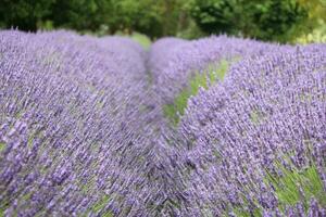 Lavender Plants and Flowers photo