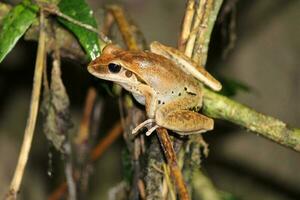 Jungguy Frog in Australia photo