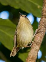 Large-billed Scrubwren in Australia photo