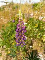 Large-leaved Lupine in New Zealand photo