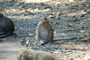 Long-tailed Macaque Monkey photo