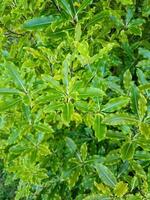 Lemonwood Tree in New Zealand photo