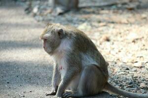 Long-tailed Macaque Monkey photo