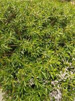 Myoporum Insulare Plant photo