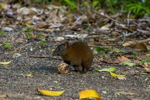 Musky Rat Kangaroo photo