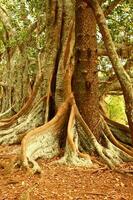 Norfolk Island Scenery, Australia photo