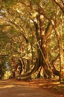 Norfolk Island Scenery, Australia photo