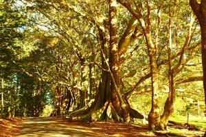 norfolk isla escenario, Australia foto