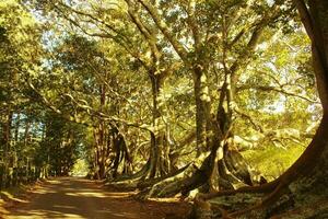 norfolk isla escenario, Australia foto