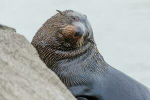 New Zealand Fur Seal photo