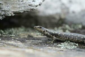 Otago Skink in New Zealand photo