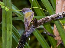 Pale Yellow Robin photo