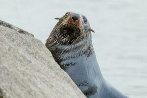 New Zealand Fur Seal photo